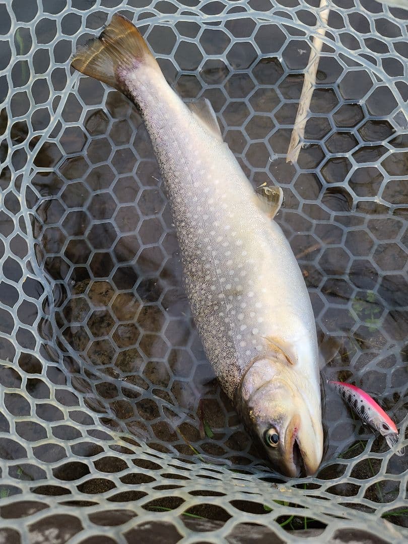 シャンクス専用