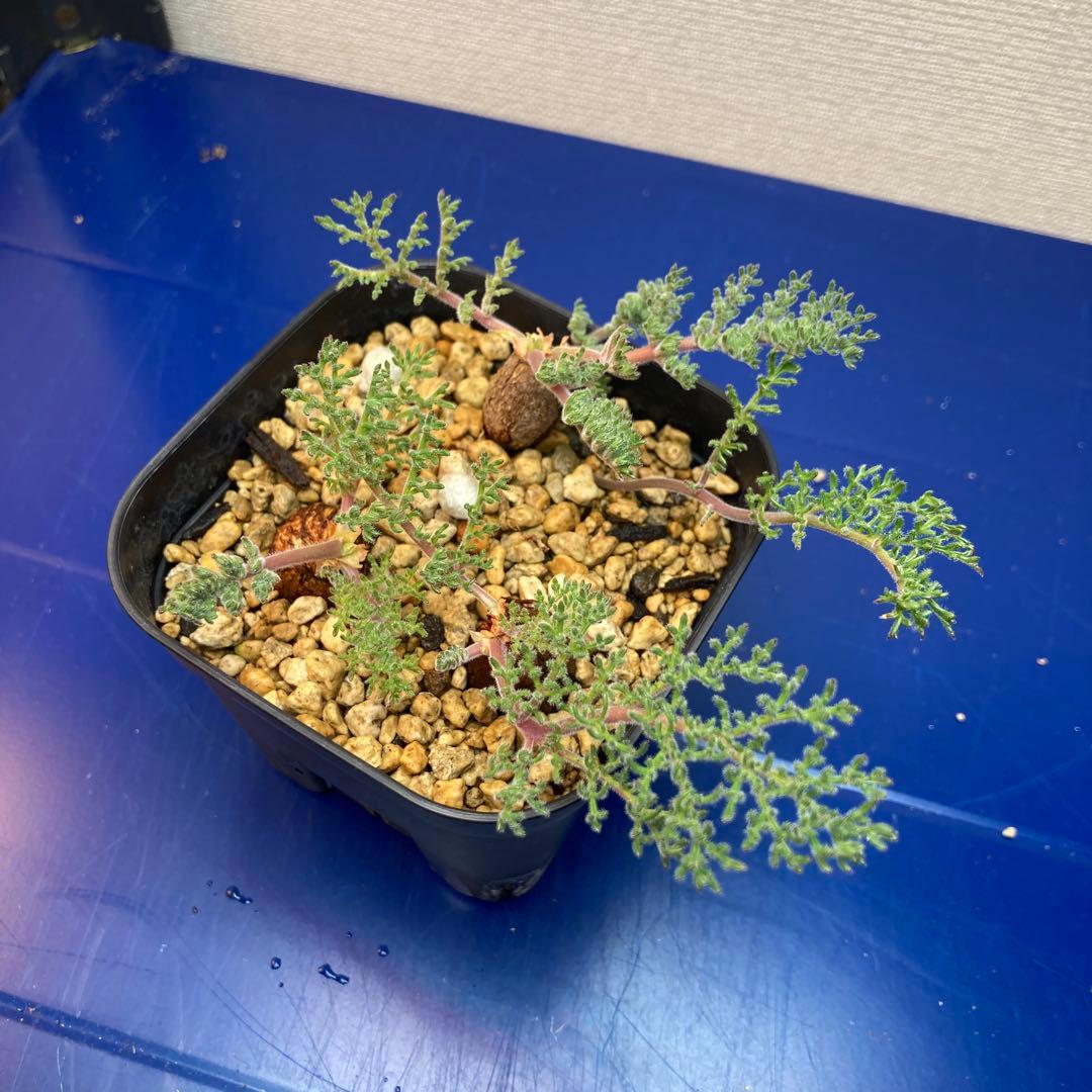 ペラルゴニウム　トリステ