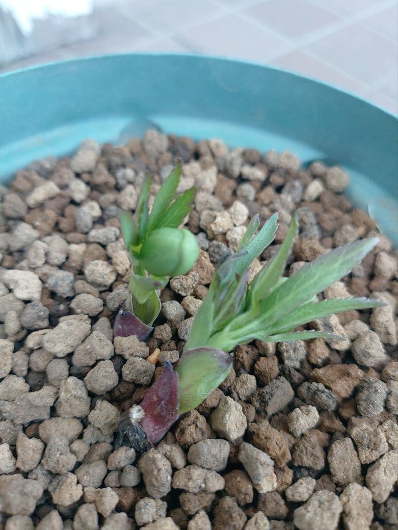 K*5様 原種クリスマスローズ　ムルチフィダス•ヘルツェゴヴィヌス　６号スリット