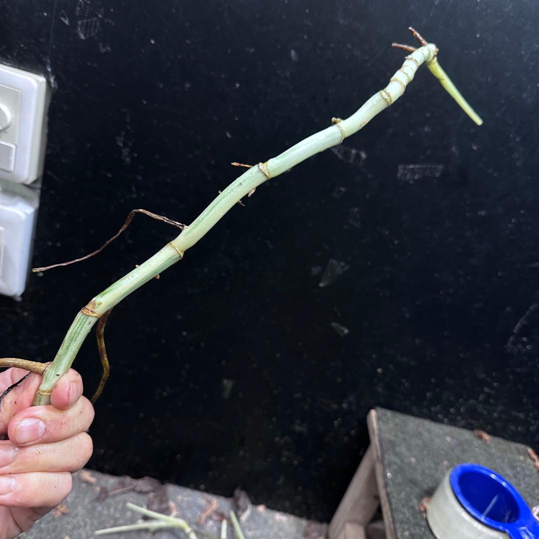 な*け様 斑入りモンステラホワイトタイガー茎8株おまとめ