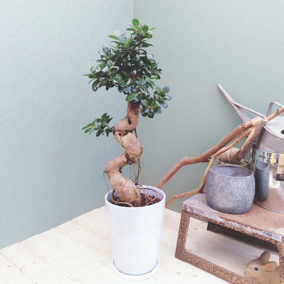 earth 人気！曲がりガジュマル 縁起物 ８号 昇り龍 曲線 太幹