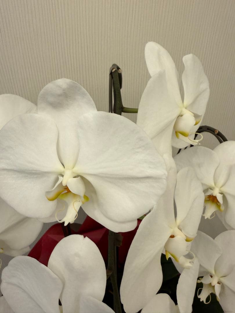 大輪胡蝶蘭　ホワイト3本立ち39輪 ラッピング有！送料無料！