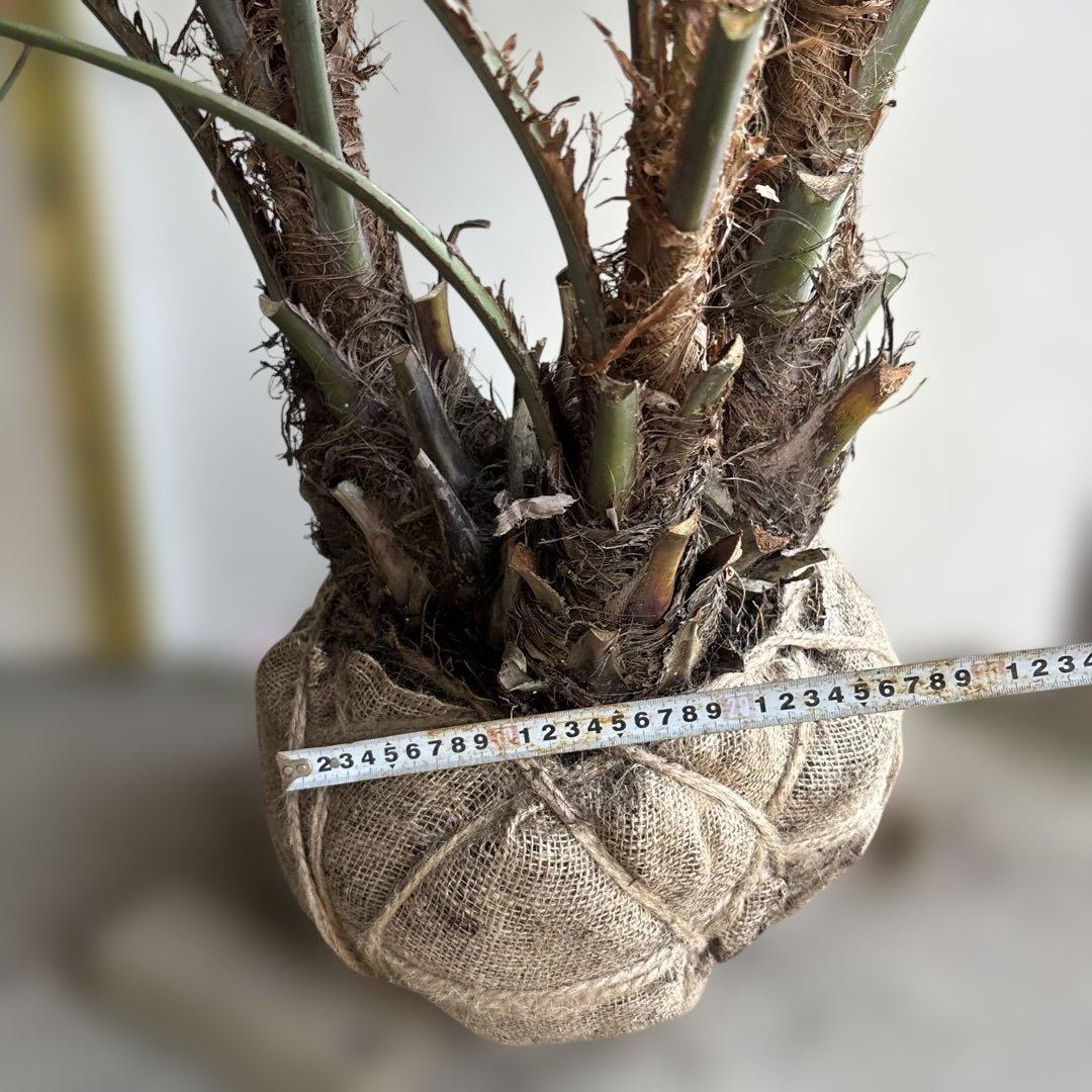 ココスヤシシルバーリーフ　三つ子株11