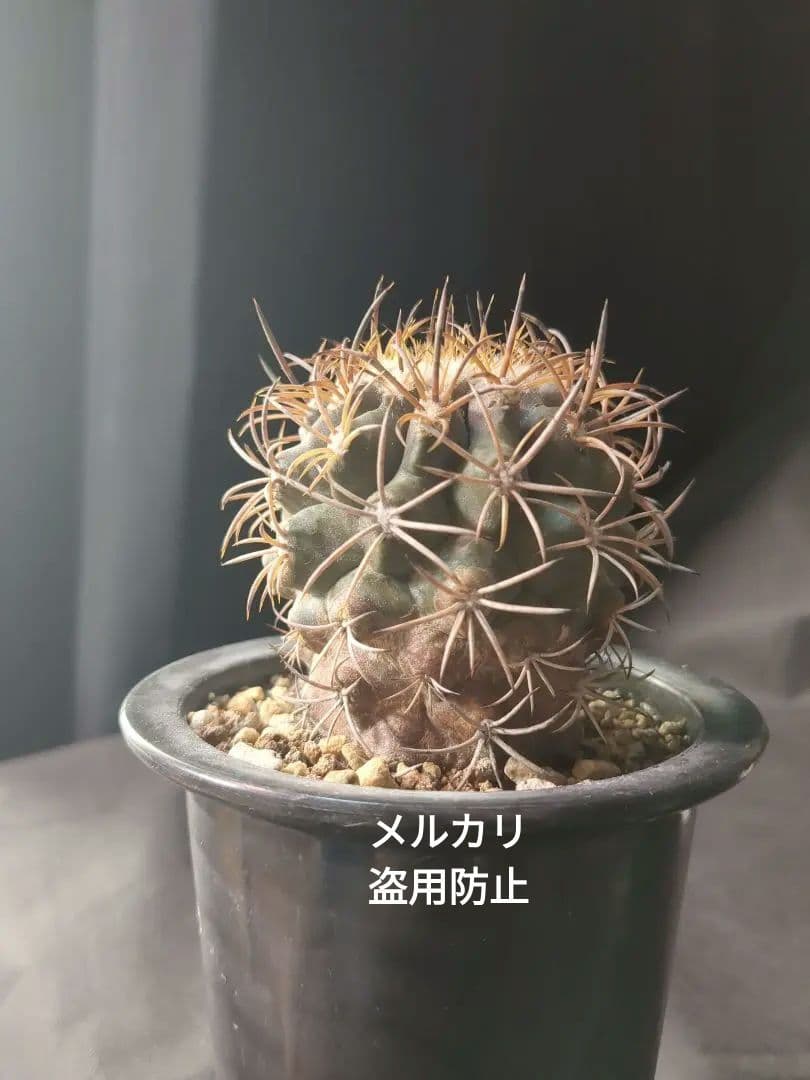 現地球 Copiapoa　コピアポア 銅羅丸　デュラ　輸入株　カキコ自根　貴重