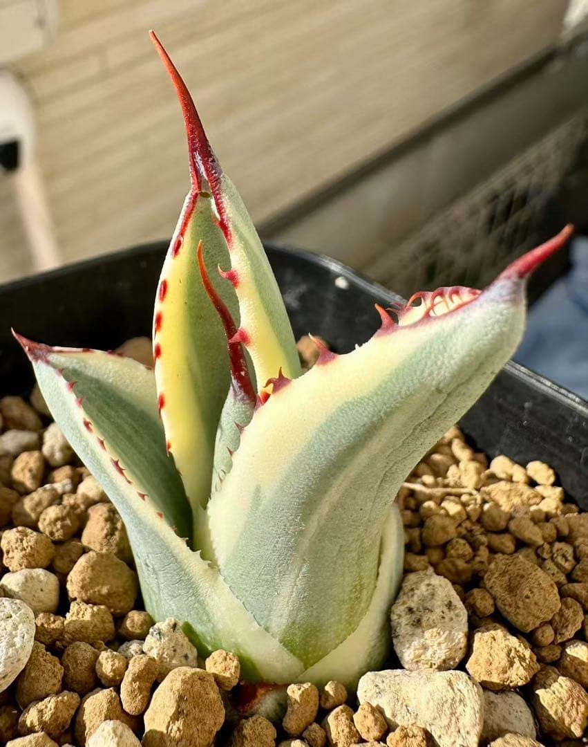 アガベ　パリートランカータ　オリザバ　 orizaba 発根済み極上斑入り美株