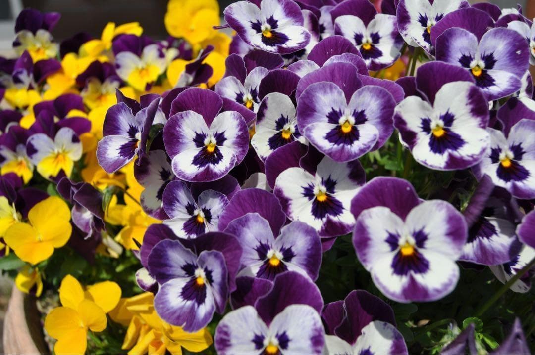 初心者おすすめ✨ Nikon D5000 レンズキット スマホ転送