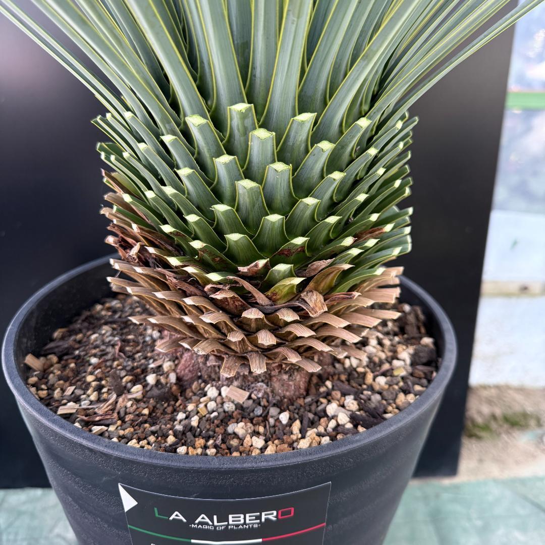 【AL1079】ユッカ　LA ALBERO　ランチョブルー　数量限定販売