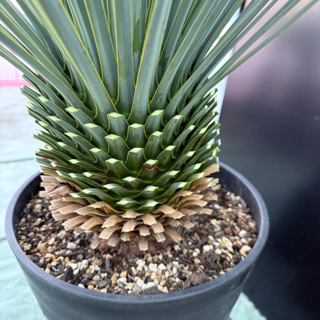 【AL1079】ユッカ　LA ALBERO　ランチョブルー　数量限定販売