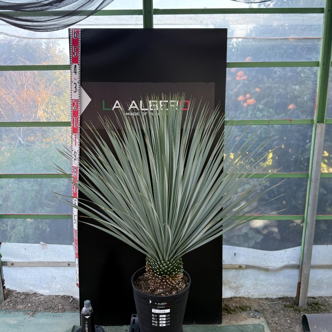 【AL1079】ユッカ　LA ALBERO　ランチョブルー　数量限定販売