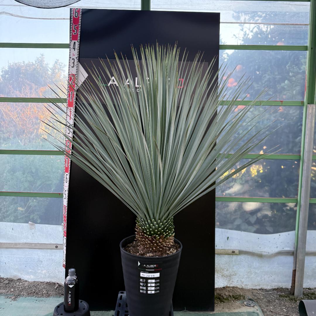 【AL1079】ユッカ　LA ALBERO　ランチョブルー　数量限定販売