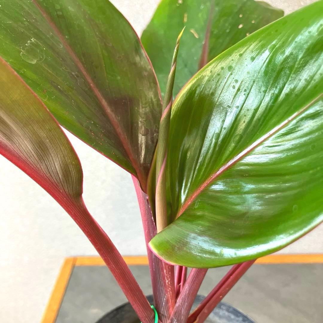 超希少❗️コルジリネ　ハンサム✨