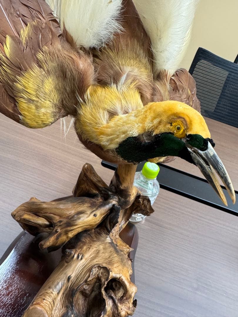 淡*雪様 鳥の標本 極楽鳥　インドネシア　剥製