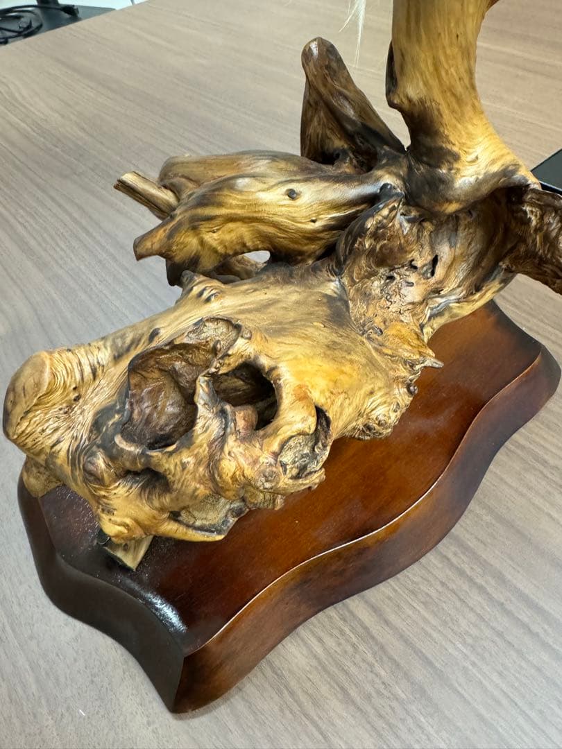 淡*雪様 鳥の標本 極楽鳥　インドネシア　剥製