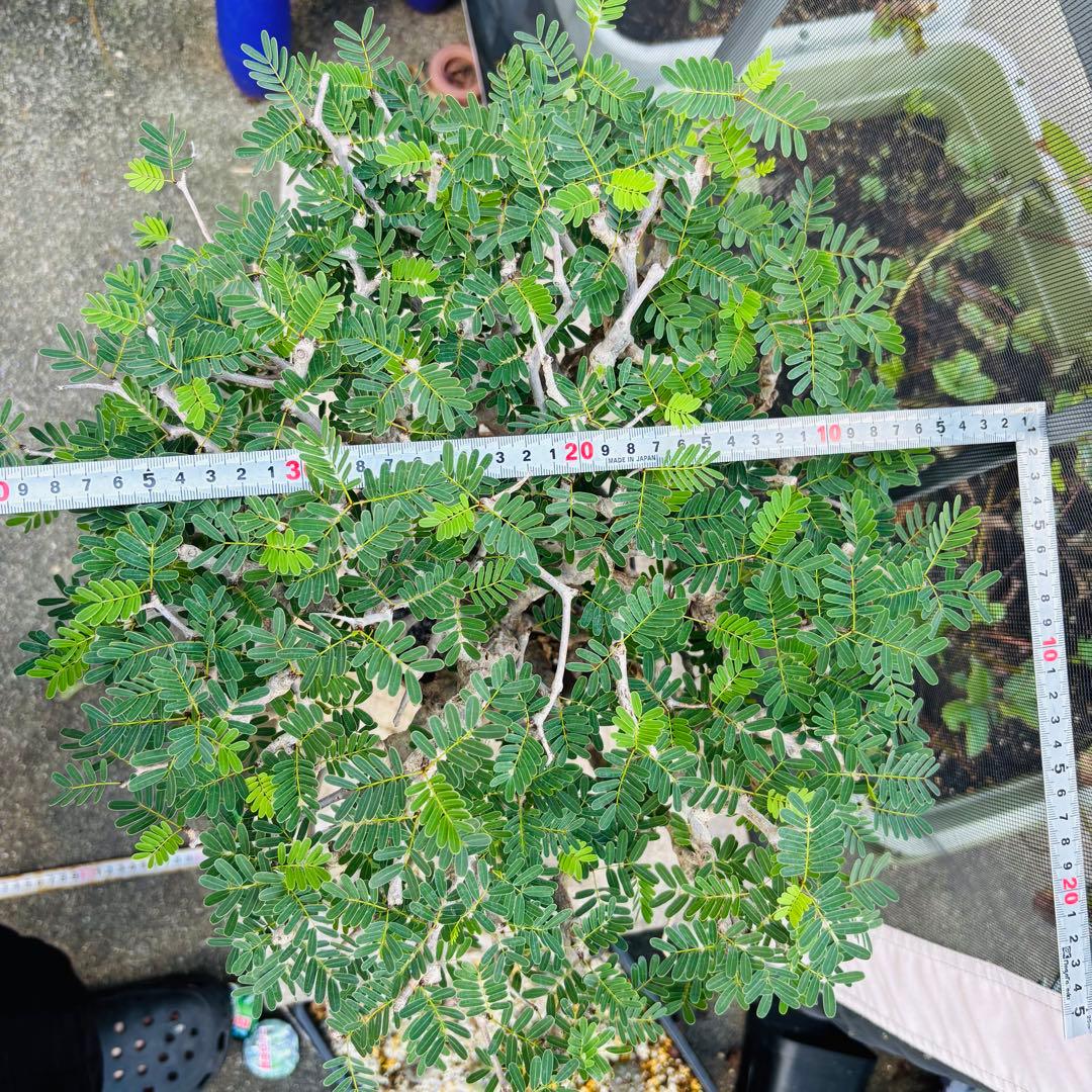 【コレクション株】 標本株 センナメリディオナリス 現地株 全A面 現地球 灌木