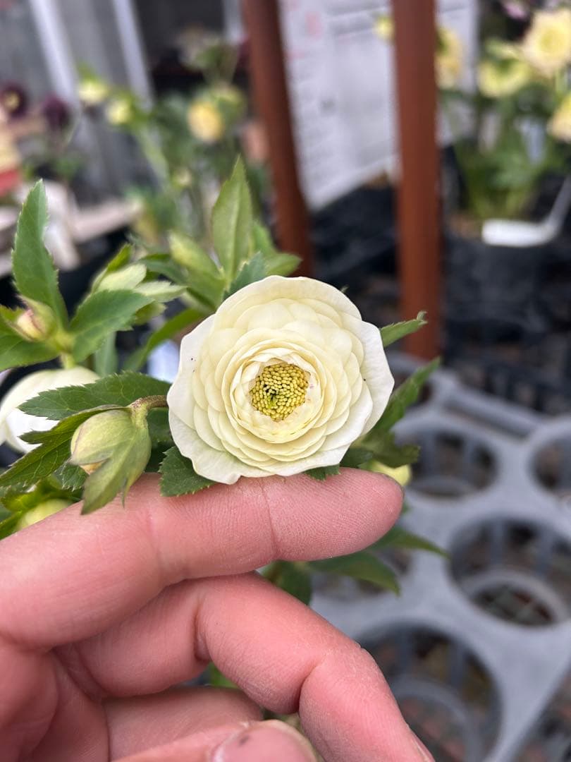 加藤農園 ホワイトアフロディーテ クリスマスローズ同梱可能