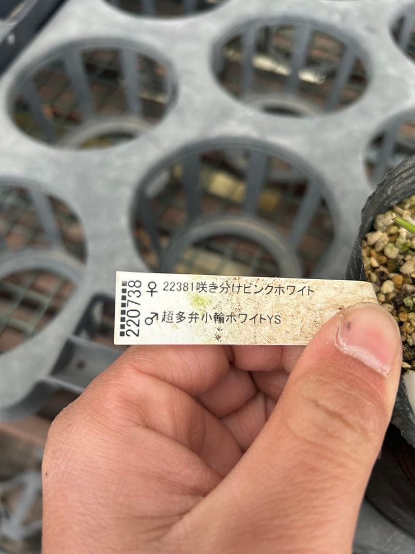 加藤農園 ホワイトアフロディーテ クリスマスローズ同梱可能