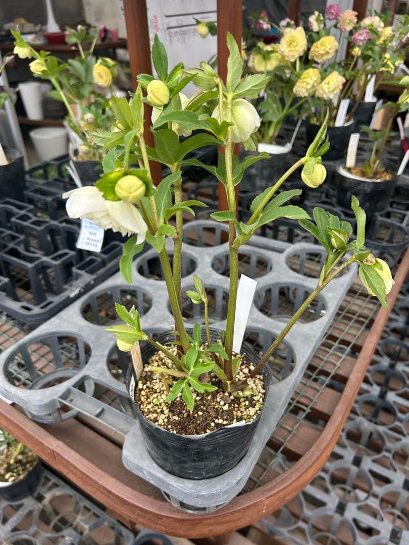 加藤農園 ホワイトアフロディーテ クリスマスローズ同梱可能