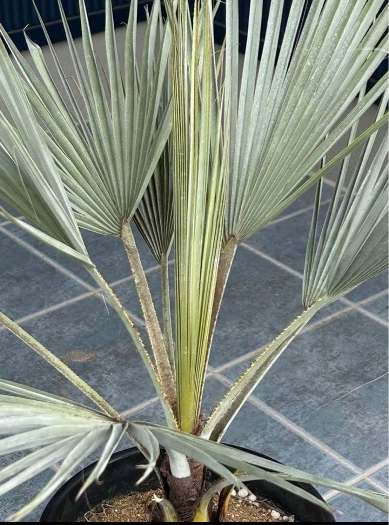 ブラヘアアルマータ　極太株　幹幅12センチ　9号鉢