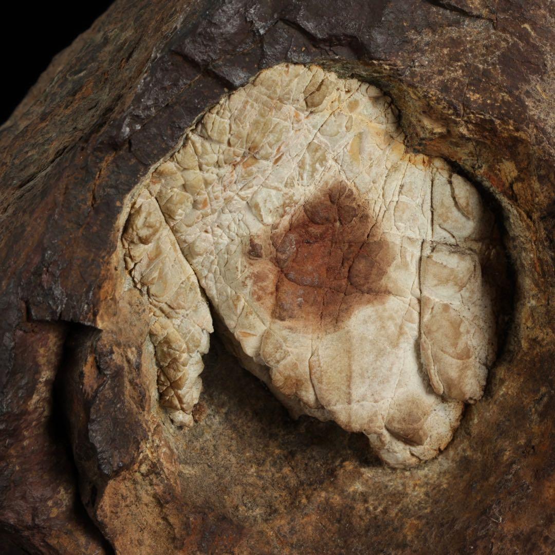 菊花石 花紋石 台座付 3.6kg 鑑賞石 原石 自然石 美石 水石 盆石 飾石