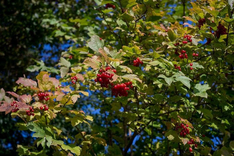 32　新品同様【分解洗浄済】後期型　ジュピター 8 　2/50 L39