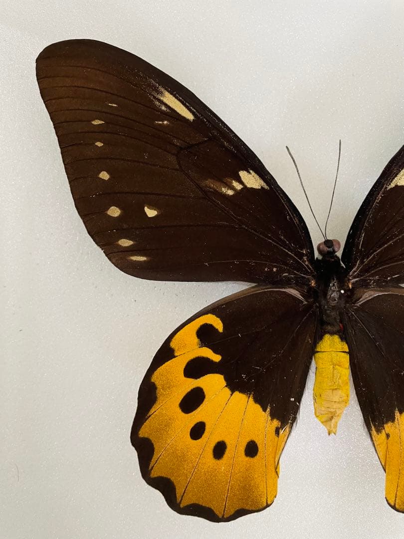 【大型】ゴライアストリバネアゲハ（1メス・パプアニューギニア産）