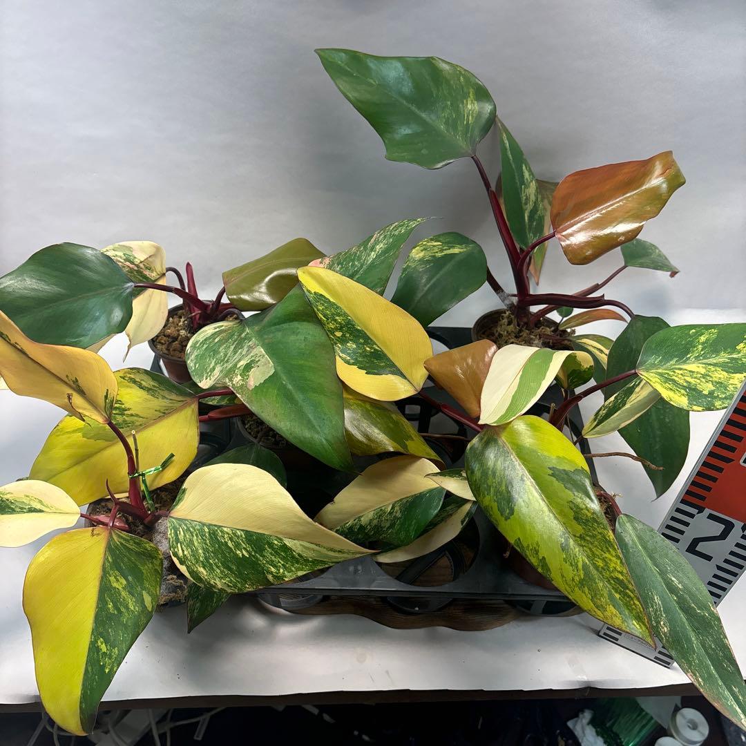 す*る様 ５株セットms83フィロデンドロン ストロベリー シェイク