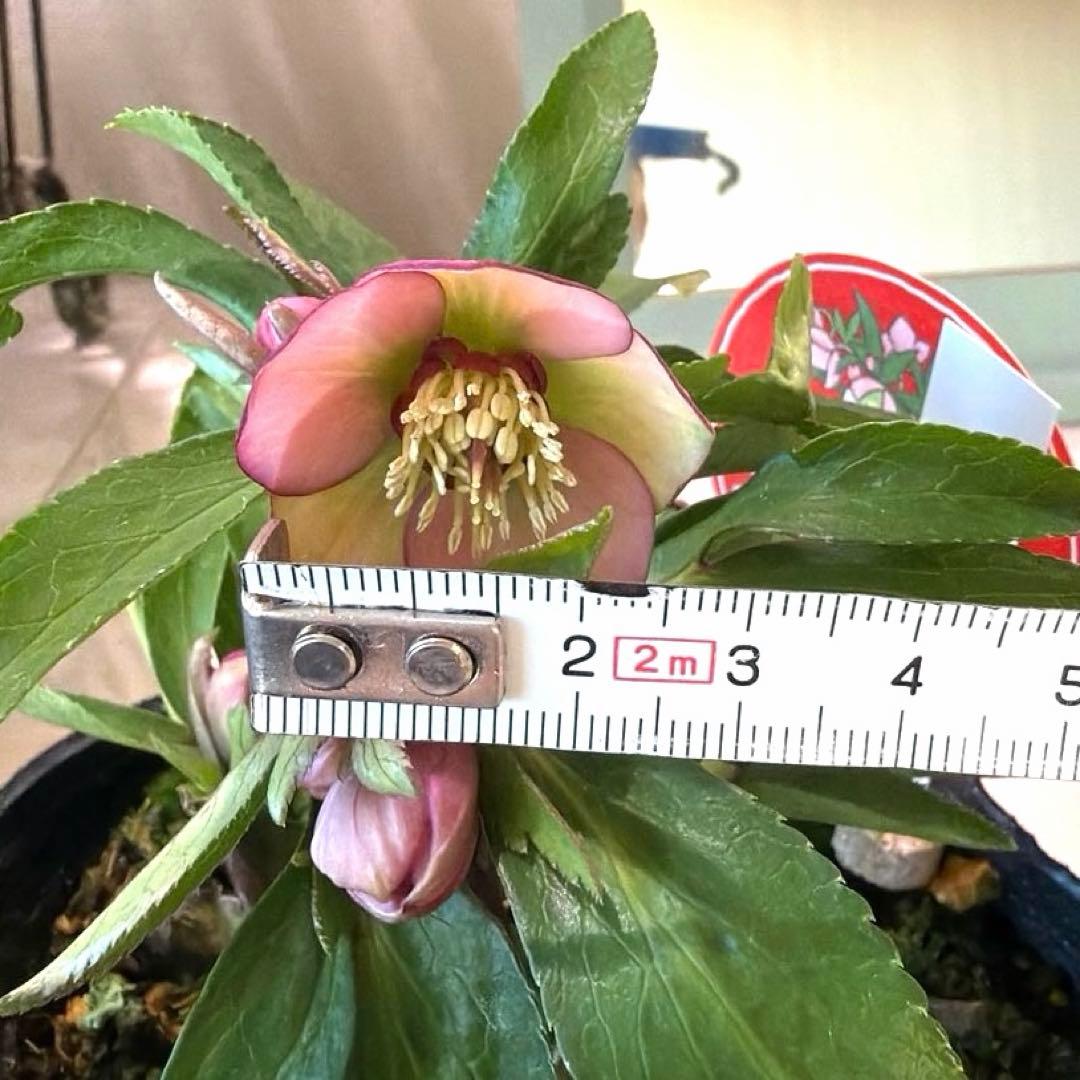 【横山園芸】クリスマスローズ ベビードール《1/5》