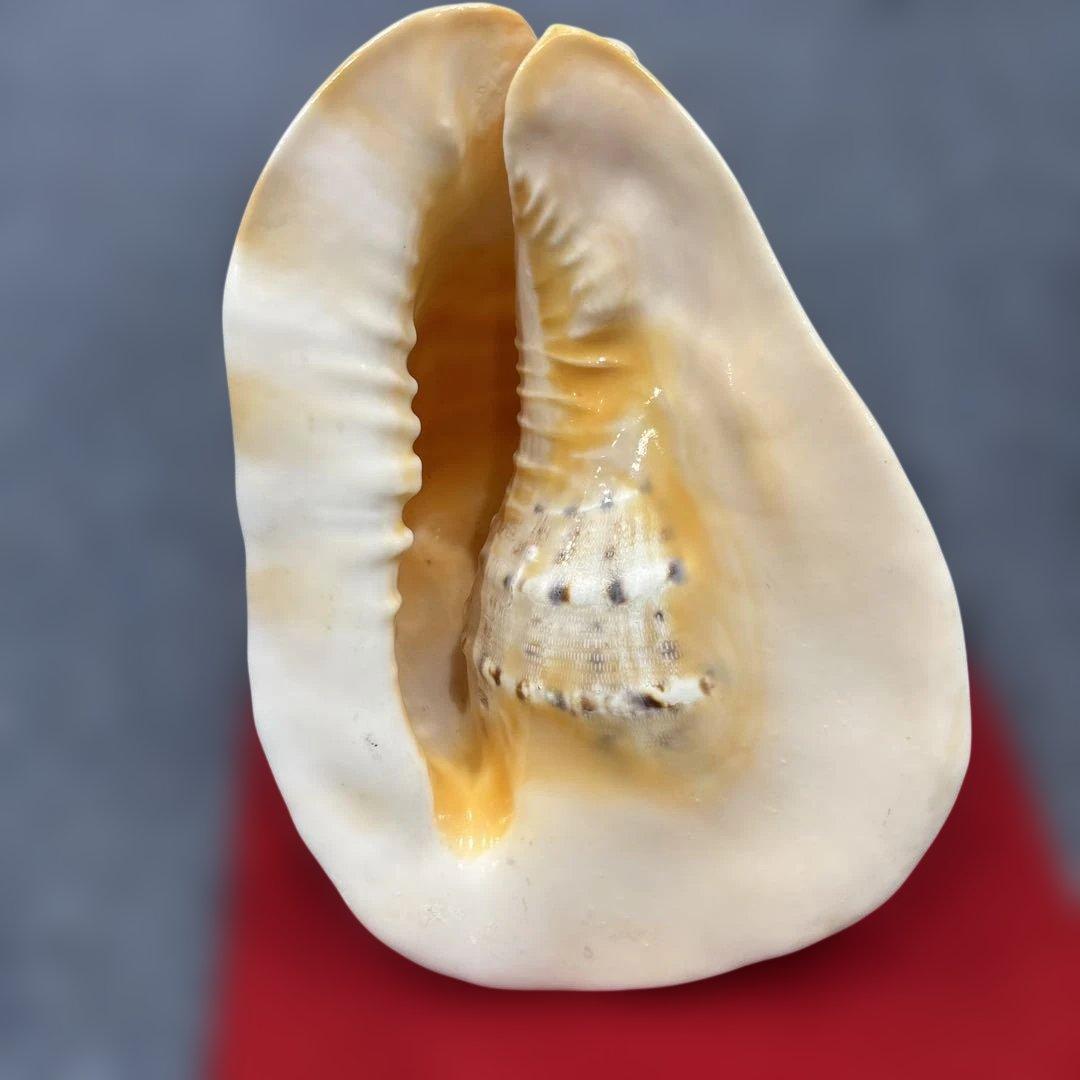 古代桃色法螺貝（ピンク貝）法螺貝　ほら貝　 ホラガイコンク貝笛