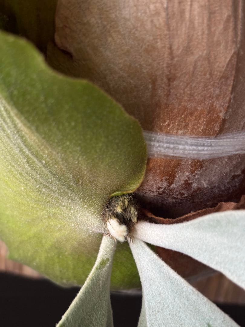 P. willinckii 'White Dress' 大株 現品 ビカクシダ