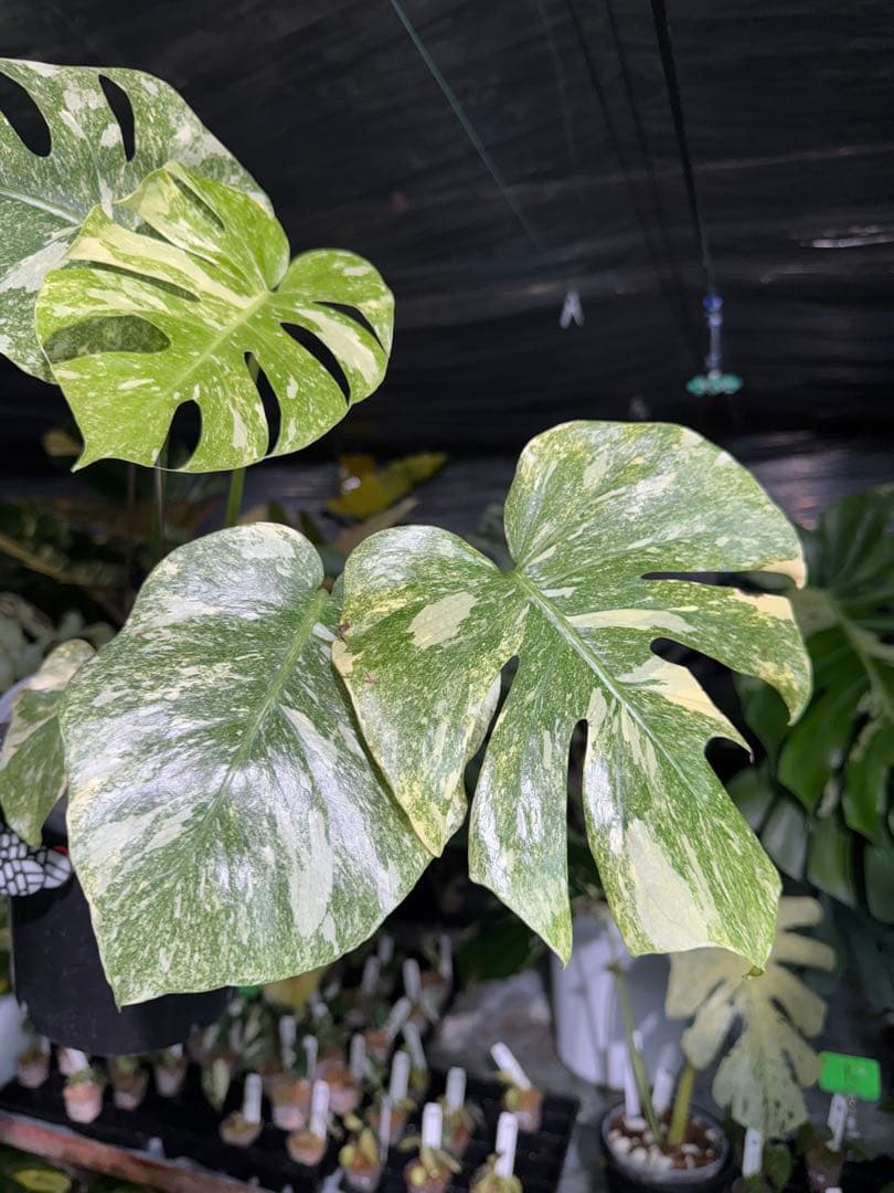 2モンステラ　レガシー　美斑入り　送料込み