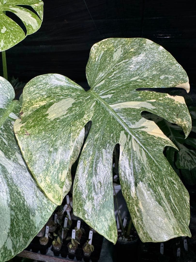 2モンステラ　レガシー　美斑入り　送料込み