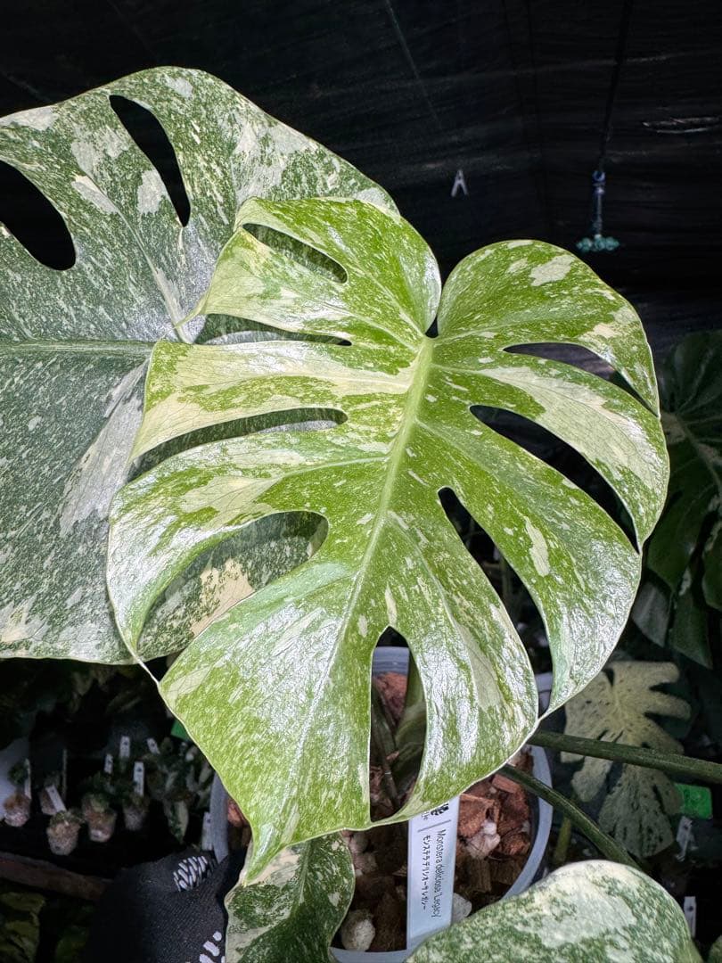 2モンステラ　レガシー　美斑入り　送料込み