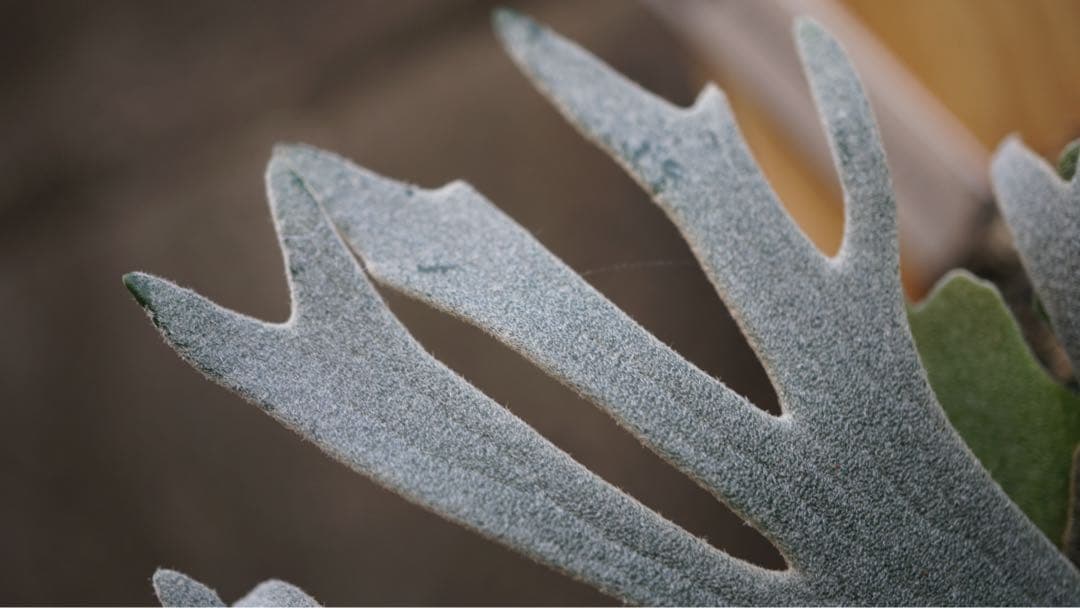 ビカクシダ P.willinckii 'Bacteria spore select '