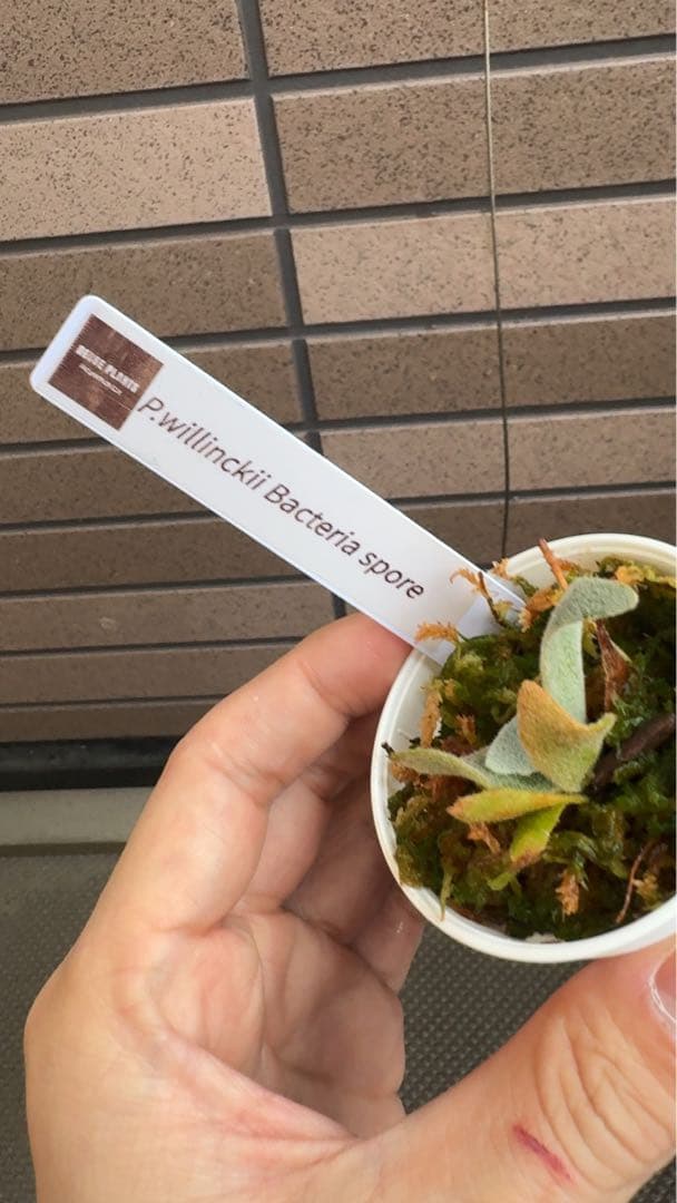 ビカクシダ P.willinckii 'Bacteria spore select '