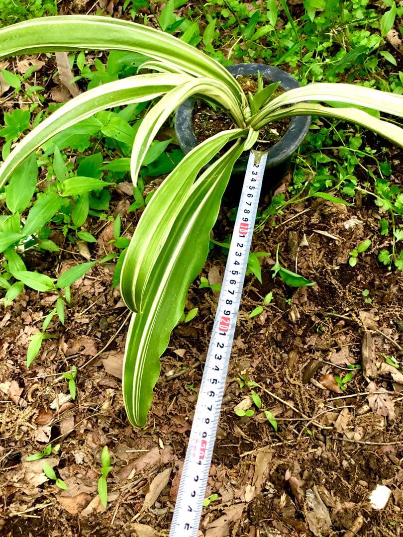 縁起植物＊希少苗＊大株【斑入りオモト＊万年青】つぼみあり＊新芽どっさり