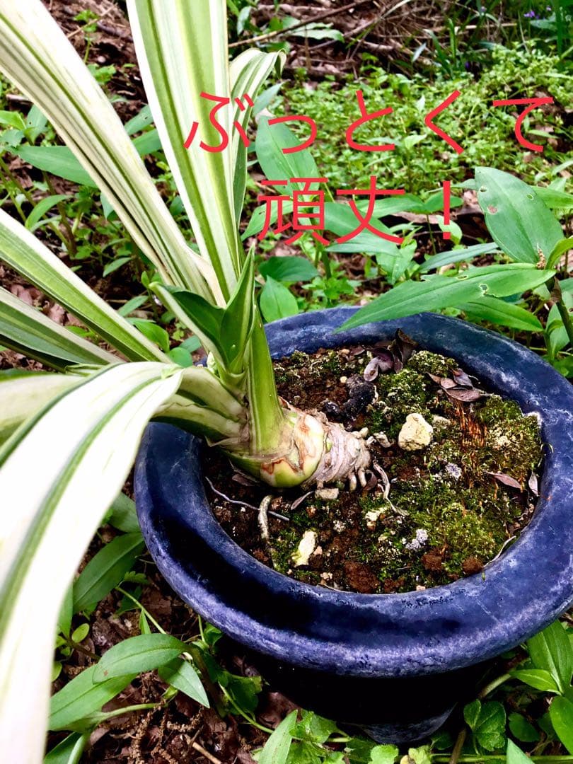 縁起植物＊希少苗＊大株【斑入りオモト＊万年青】つぼみあり＊新芽どっさり