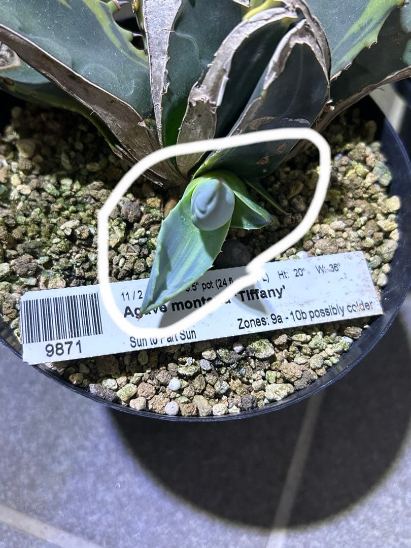 フ*ワ様 アガベ　モンタナ　ティファニー