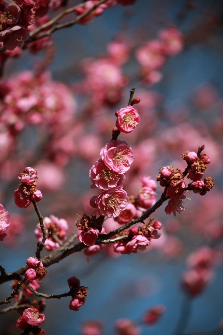 Canon EF 55-200mm 1:4.5-5.6 Ⅱ USM