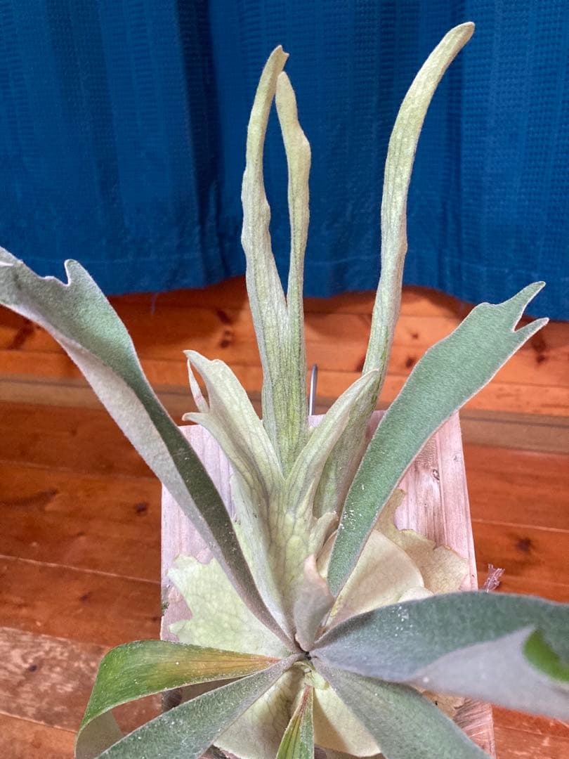 ビカクシダveitchii Auburn  ARS( mvs)