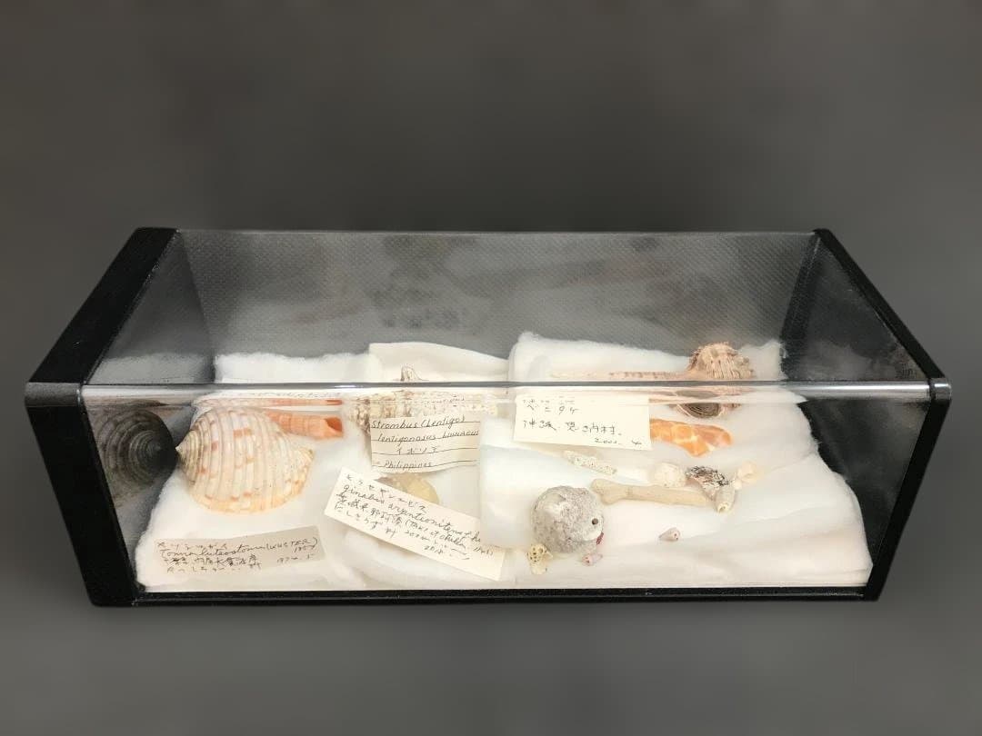 【博物館級・来歴明確】貝殻標本コレクション 6点／学名・採集地・採集年・水深記録