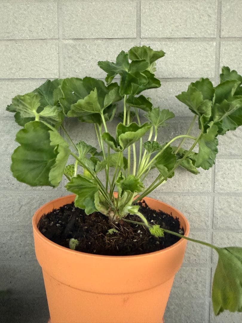 珍しいゼラニウム苗