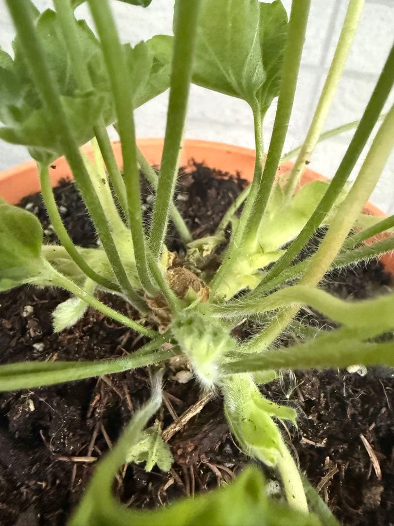 珍しいゼラニウム苗