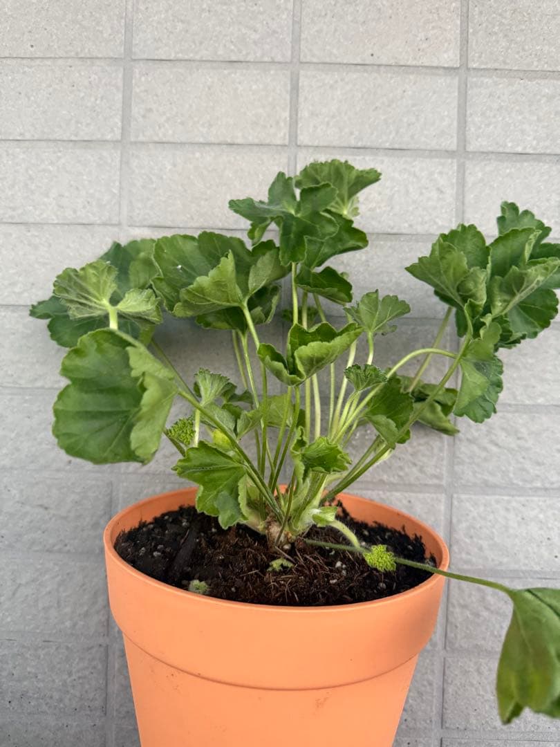 珍しいゼラニウム苗