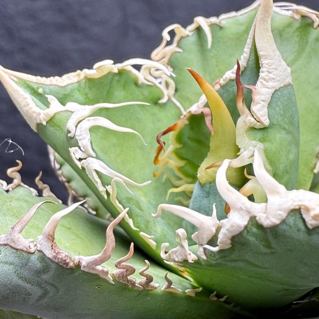 H*C様 【アガベ　チタノタ“台湾ホホジロザメ”】本物保証/極上LED育成株/G
