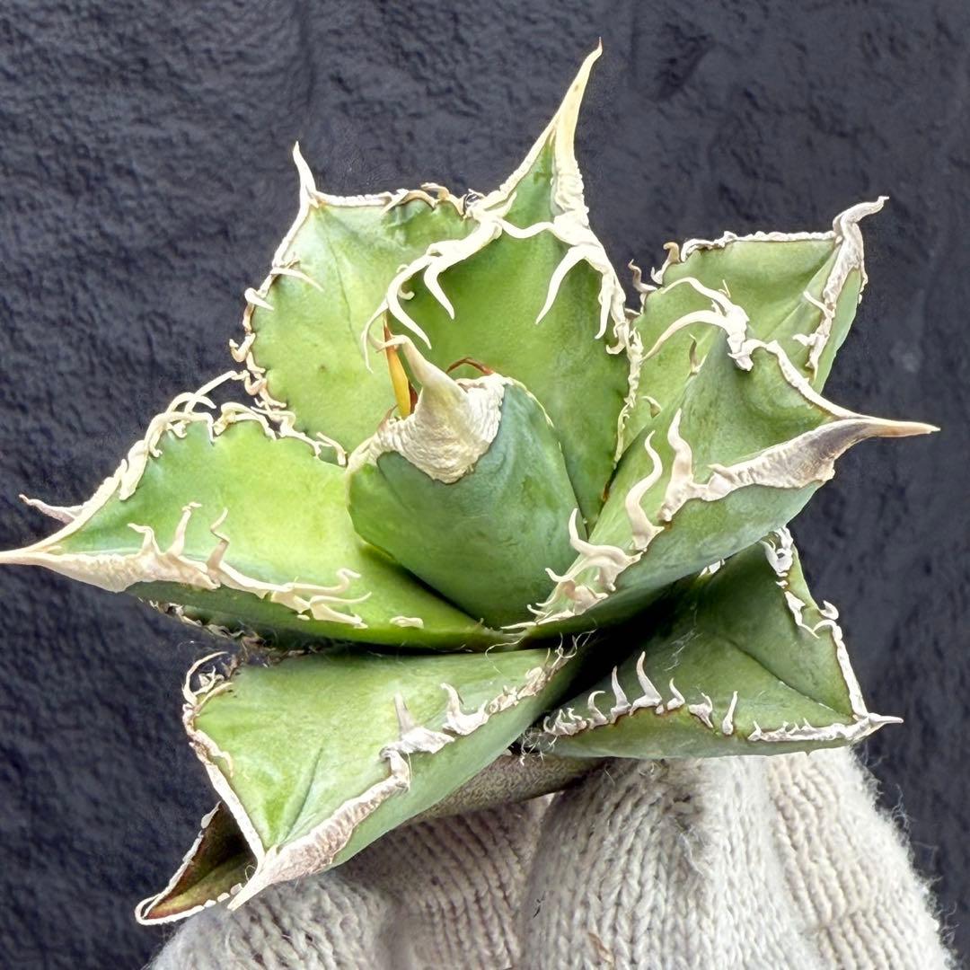 H*C様 【アガベ　チタノタ“台湾ホホジロザメ”】本物保証/極上LED育成株/G
