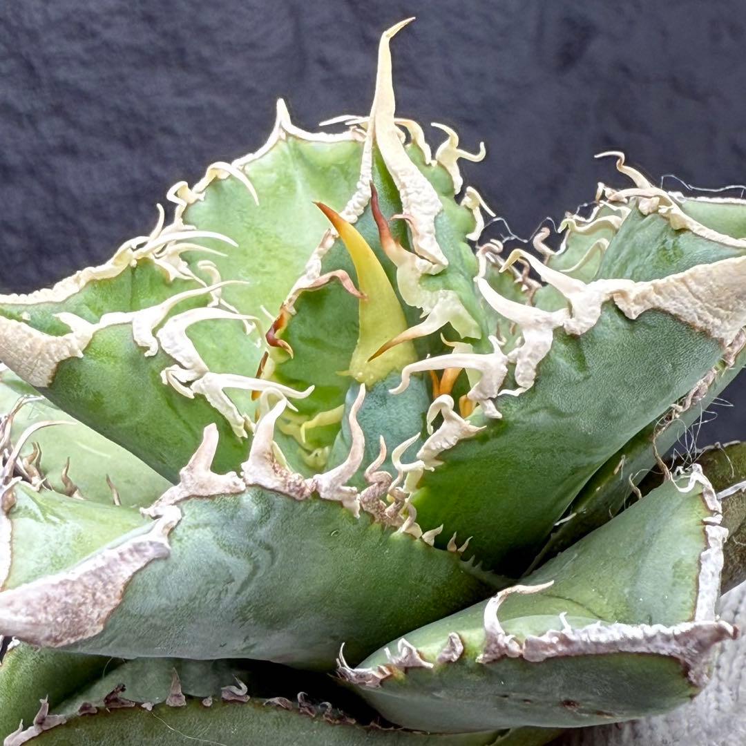H*C様 【アガベ　チタノタ“台湾ホホジロザメ”】本物保証/極上LED育成株/G