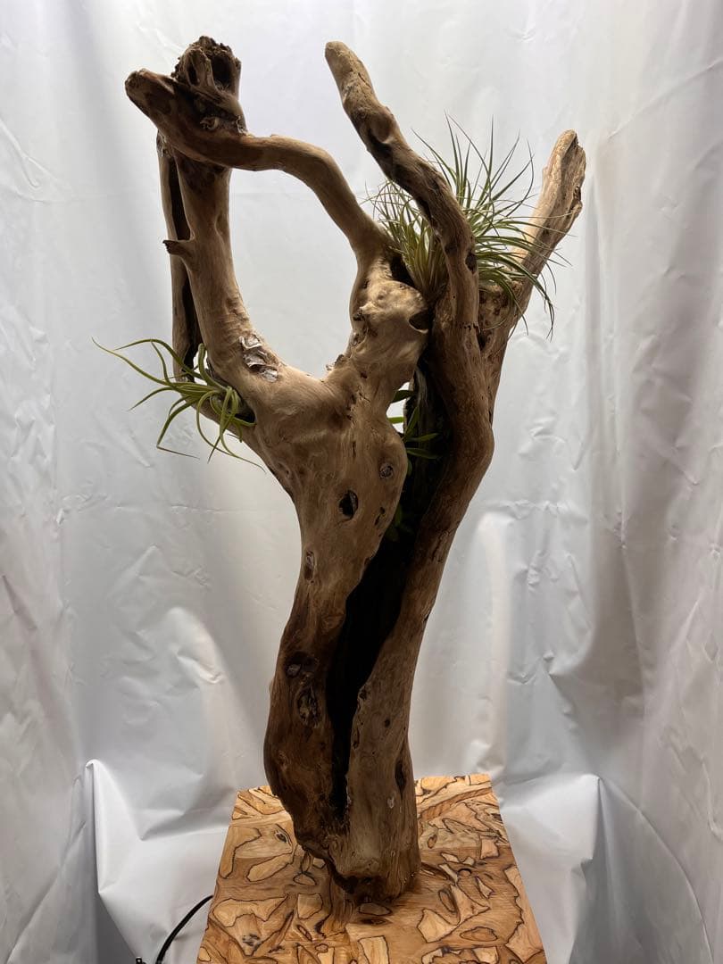 間接照明　植物　癒し