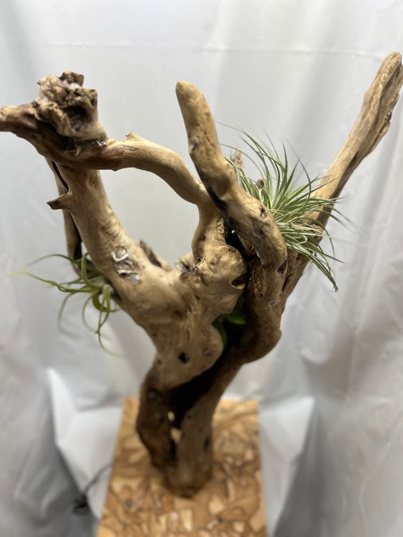 間接照明　植物　癒し