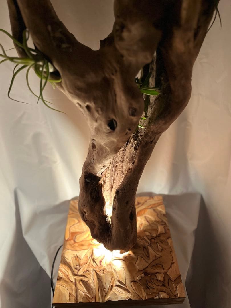 間接照明　植物　癒し