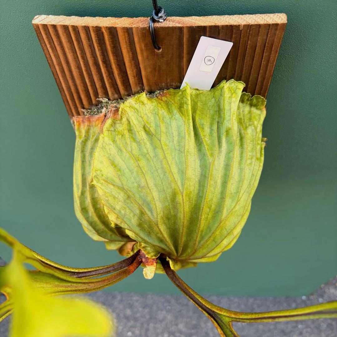 た*だ様 ビカクシダ・リドレイ　シンフォーム　細葉　板付け③